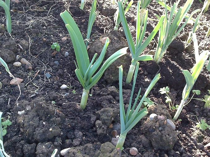 Japanese Garlic//AJO Japones (100% Natural!!) Choose Your Count per Bag: (30-60-130-150-250-400)