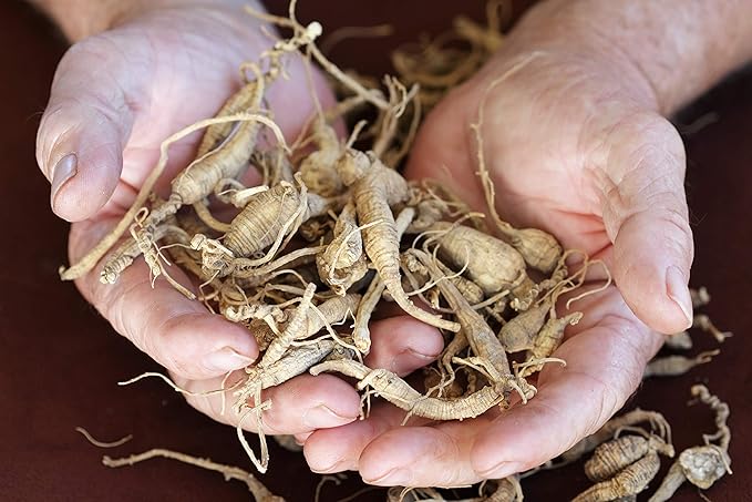 Health Embassy Siberian Ginseng Root Cut Tea | Eleutherococcus senticosus | Herbal Tea (50g)